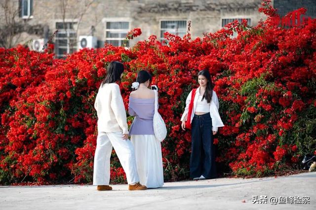 柳州下“花”了！粉色花海铺满人行道，还有“红色瀑布”超出片~回暖在这天→