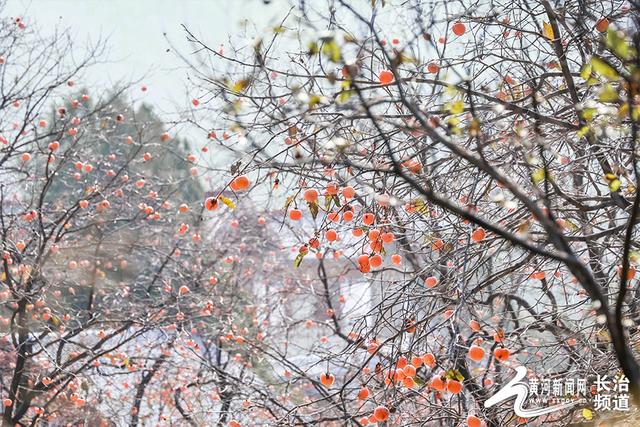 红透山间！长治老顶山“柿”意正浓