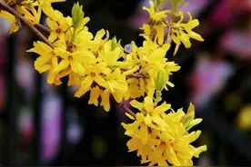 春季赏花去哪里？哈尔滨市南岗区这些地方等你来图片