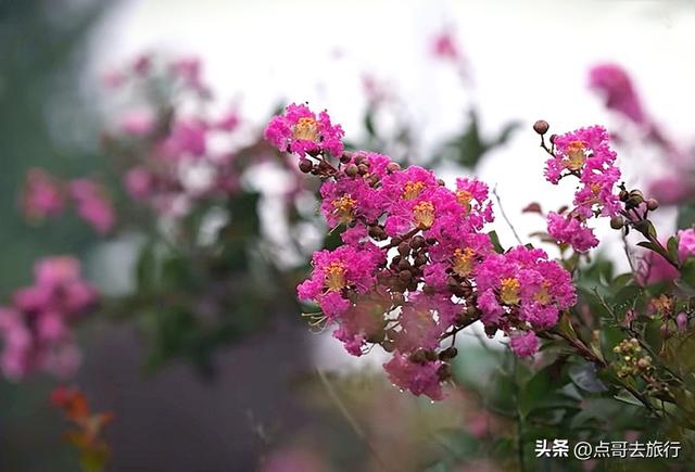 成都冷门紫薇花公园，满园紫粉超美，不要门票，公交车直达！