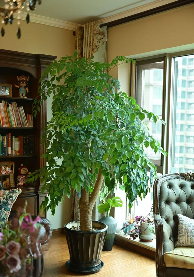 客厅见树，十有九富！“9种树”放在客厅，个顶个的吉祥，大气
