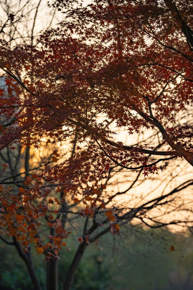 串场河畔，藏着 “橙黄橘绿” 的浪漫暴击~