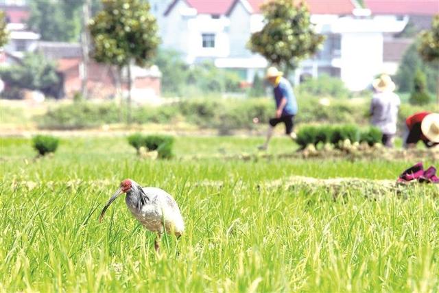 汉风古韵润金秋 文旅融合绘新篇——2025汉中“双节”假期文旅市场活力十足