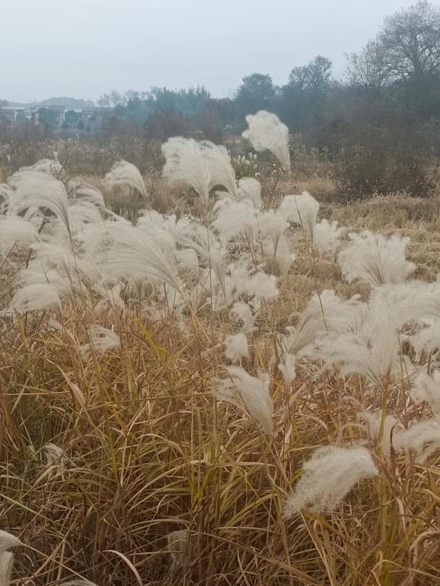 大汉口——→小河口