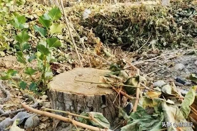 月薪8000留不住人，牧民靠万亩草场维生，新疆的上限下限超乎想象