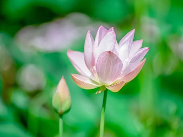 藕花深处棹歌远，江汉夏日荷风集