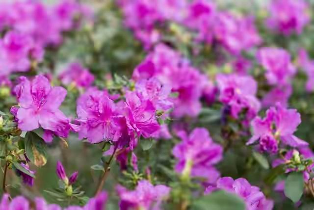 市花，一座城市的名片