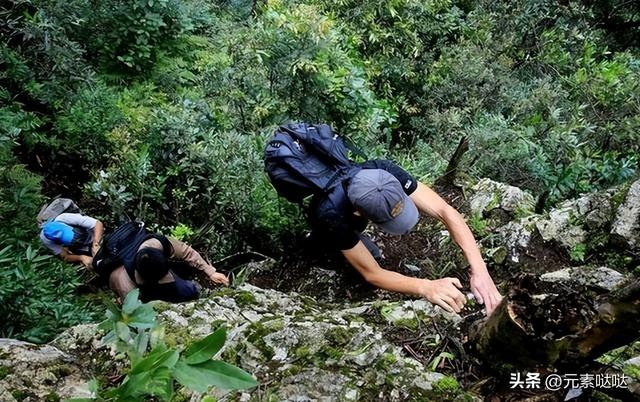 2万6一斤的燕窝怎么来？看四川大叔飞崖取窝，儿子：打死不做这