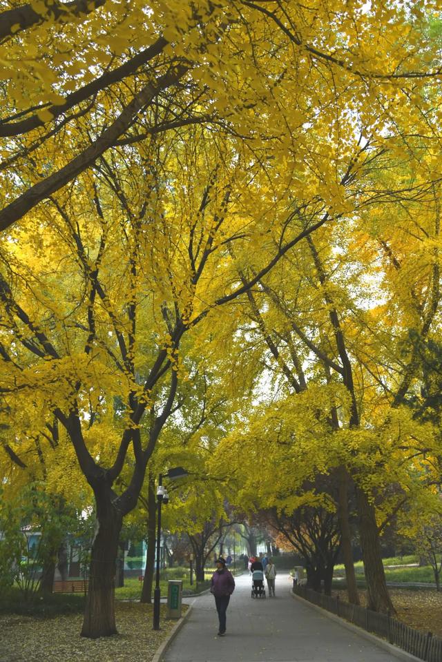 人在画中游!丰台花园秋色满园,错过再等一年,快来打卡~