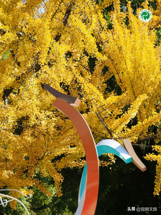 美爆！美爆！超全攻略！超出片！🤳昆明银杏黄金倒计时，抓紧时间冲~