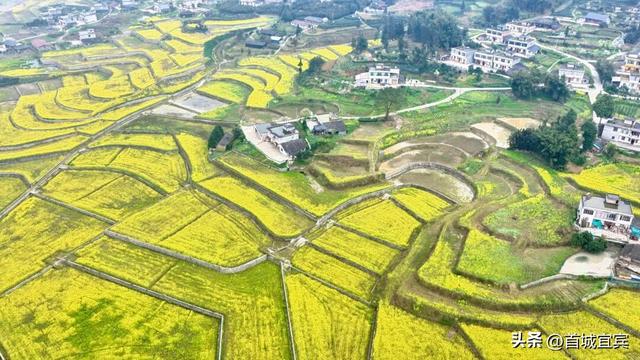 美如画！宜宾一地900亩油菜花开了
