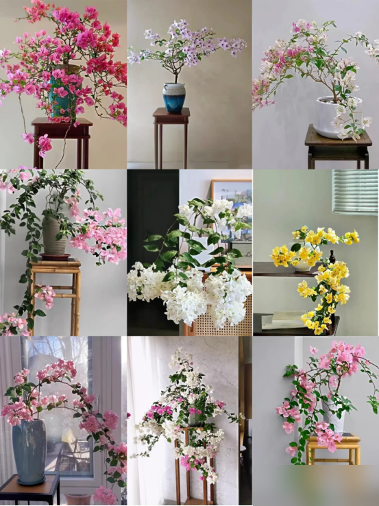 北京一太太，因“三角梅客厅”而走红，蜿蜒多姿，妥妥的视觉盛宴