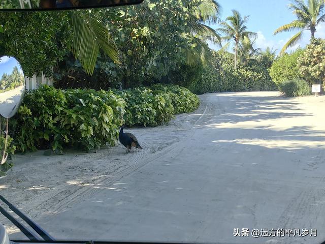 Wonder of the seas海洋奇迹号（5天4晚海上游轮）