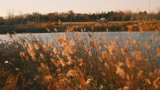 芦花飞雪！比人高+多机位！青岛氛围感芦苇荡初冬打卡地