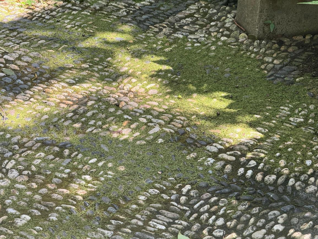 公园路面长青苔致游客滑倒，除“癣”有啥好办法？