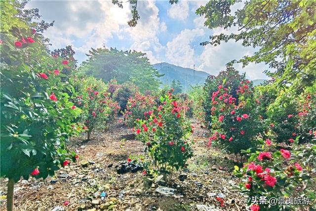 佛山卡玛缤纷花世界金秋茶花盛宴,邀你共赴一场国色天香之约