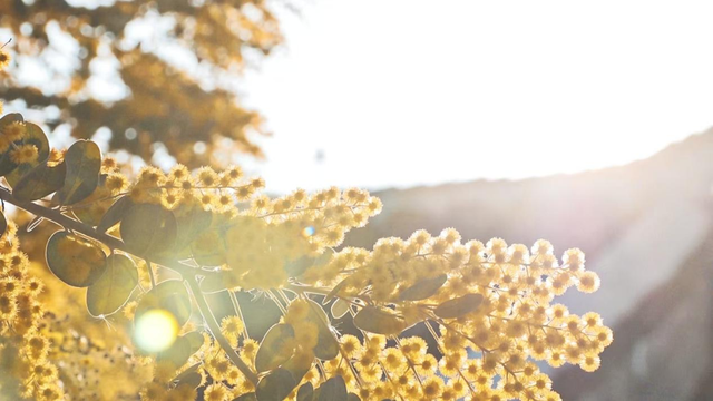 快看→西昌的满树金黄云！