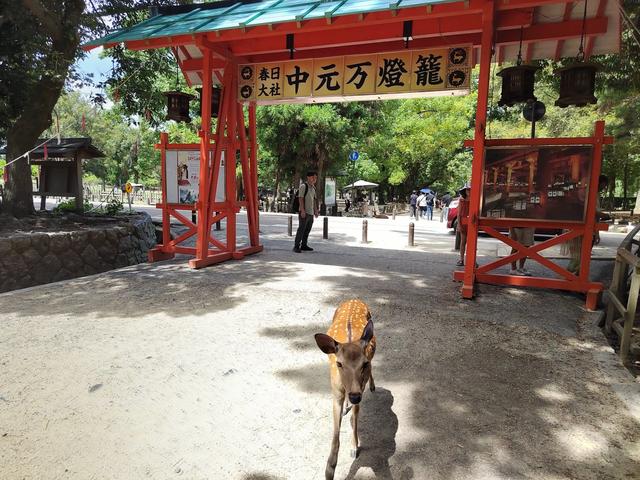 因为鹿，我爱上了奈良