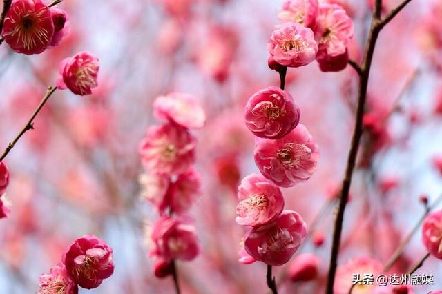 冬日暖阳哪里玩 达城多地梅花怒放迎客来