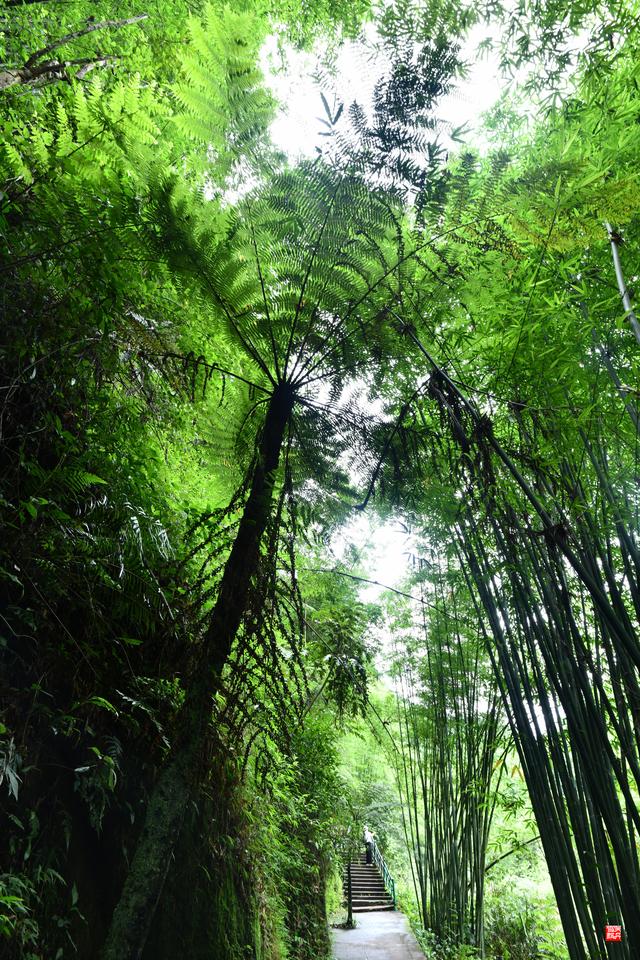 赤水四洞沟瀑布