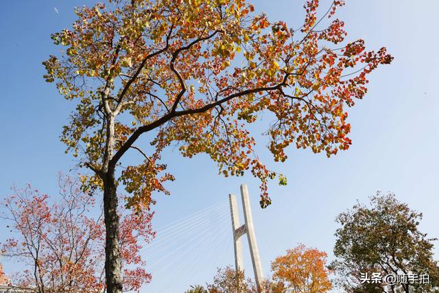 上海：闵行“小外滩”的乌桕“换妆”秋意浓错过成“遗憾”