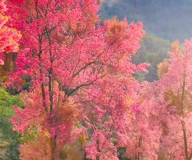 无量山的冬樱花