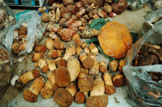 草木皆诗：云南，一座流动的中草药天堂