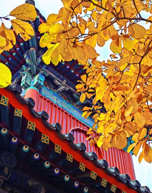 出片率100%！是时候来“京西小故宫”，邂逅一抹银杏黄