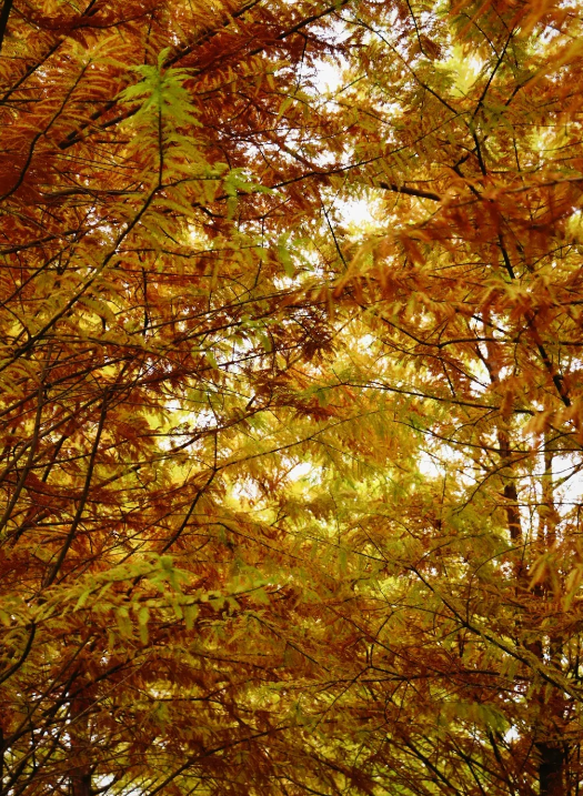 临沂「红杉」「红枫」浓度拉满，出片率100%