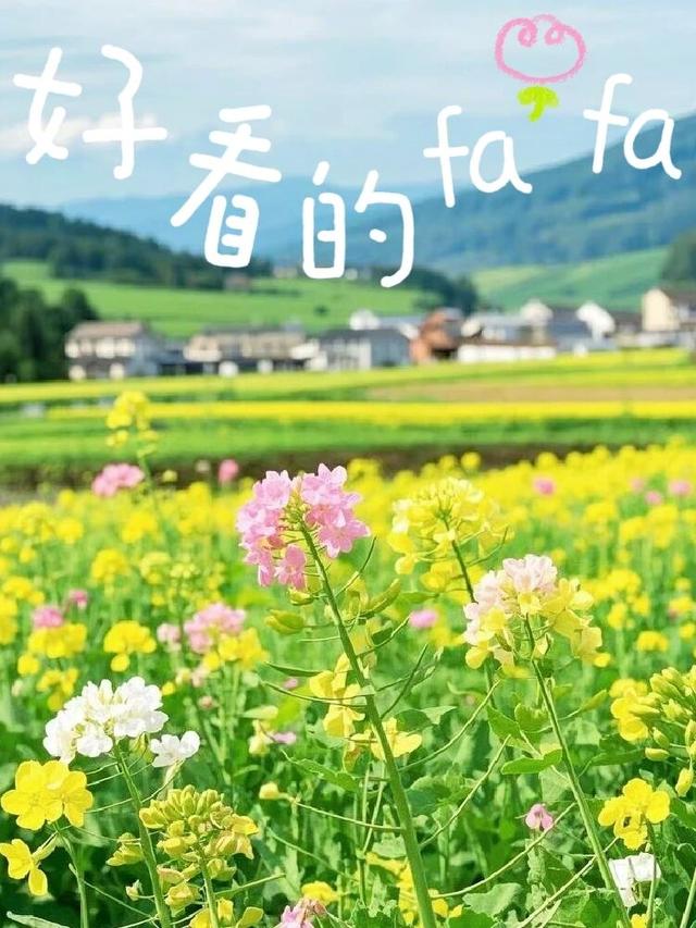 早安正能量励志句子 慢慢来 像花开一样 你的坚持终会被时光温柔以待