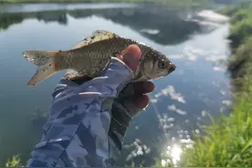 野钓鲫鱼，子线多长比较好？这3种尺寸足以应对大部分鱼情。图片
