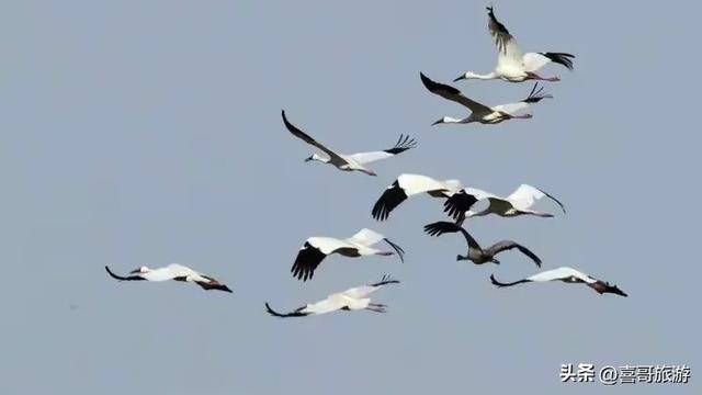 吉林这片6603公顷的净土，白鹤起舞如画中谪仙，秋天必去