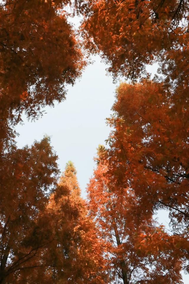 郫都水杉红了!抱着手机猛拍,被这限定美景狠狠惊艳