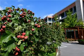 闵行这所小学有特色，孩子和果树同成长图片