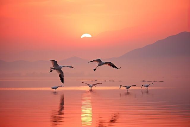 候鸟为信，赴一场鄱阳湖的秋日之约：吴城观鸟漫步指南