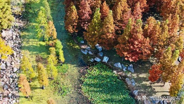 【乐游烟台】最新实拍！烟台鱼鸟河“顶级秋色”加载中