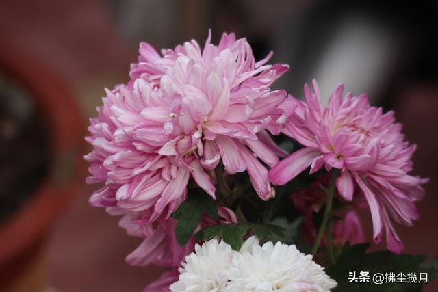 小区里的“菊展”，家门口的美景