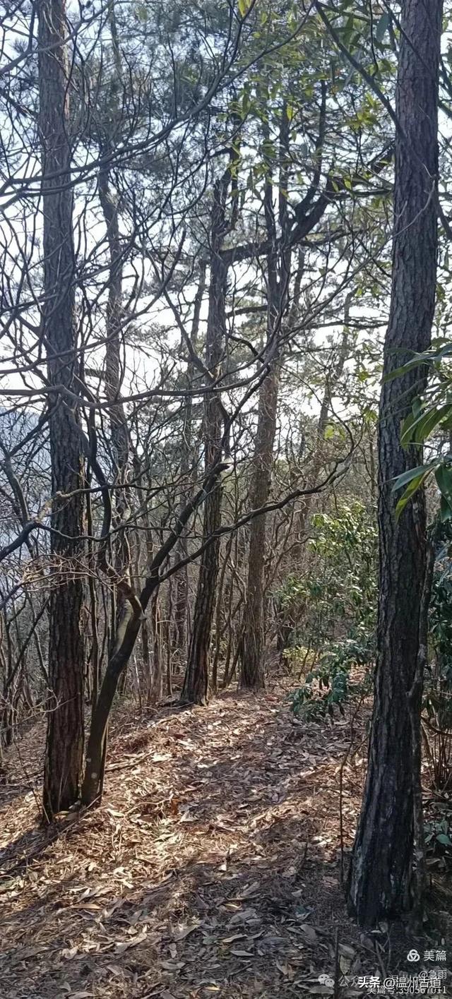 探秘楠溪江源头之三——初探这片鲜为人知的原始森林