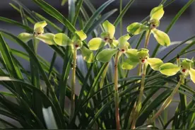 不用春化十大传统春兰铭品，花大花香花出架，后俩品种四季可开花图片