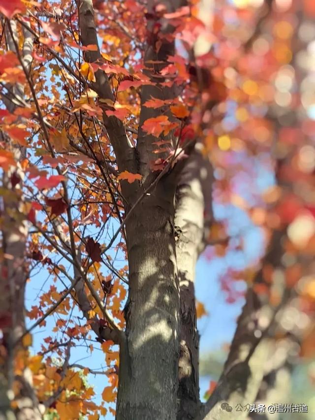 温州这个闹市中的公园，冬天亦有一番好风光！