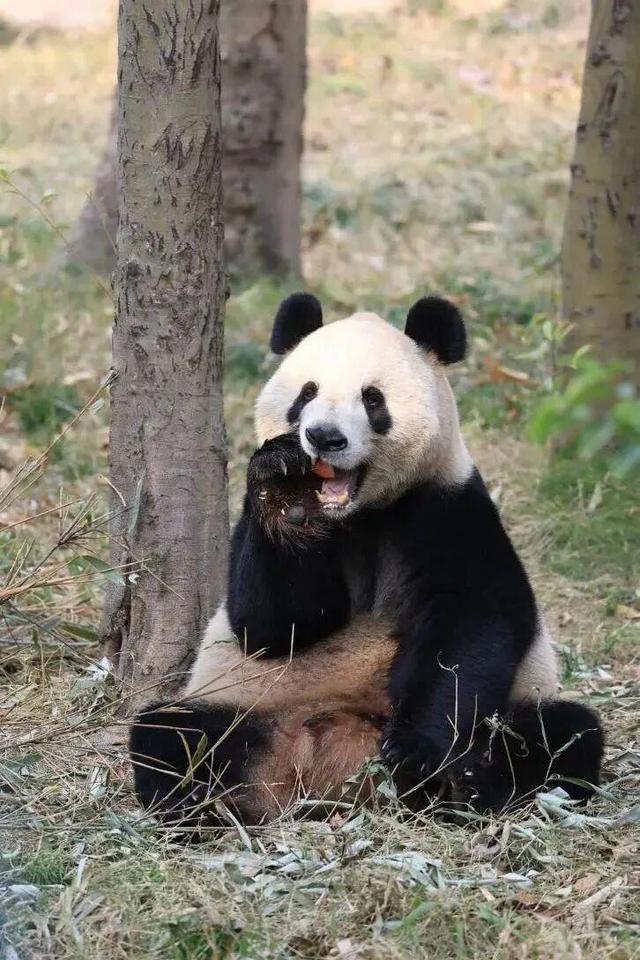 福州熊猫世界，开园时间定了！