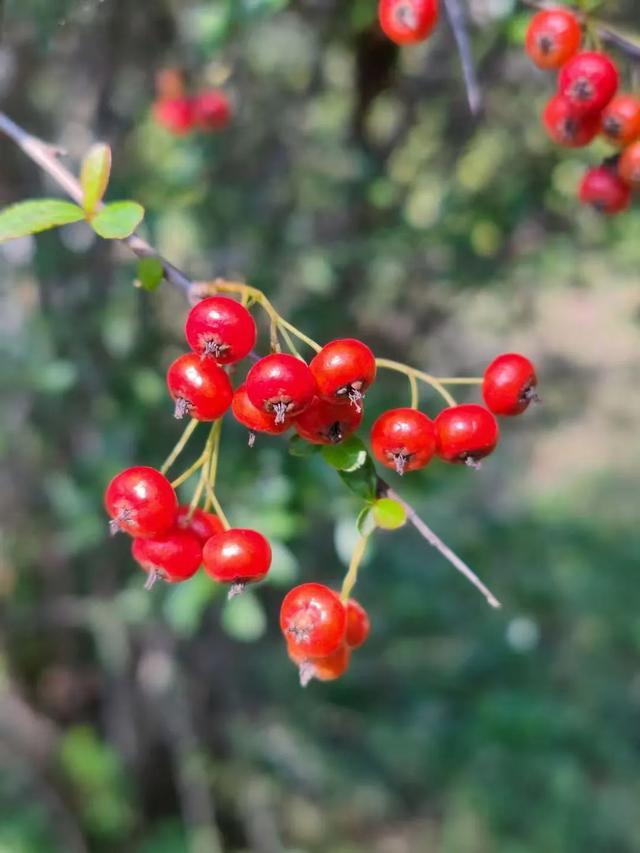 红满枝头！凤鸣公园火棘果红，你来与不来美就在那里！