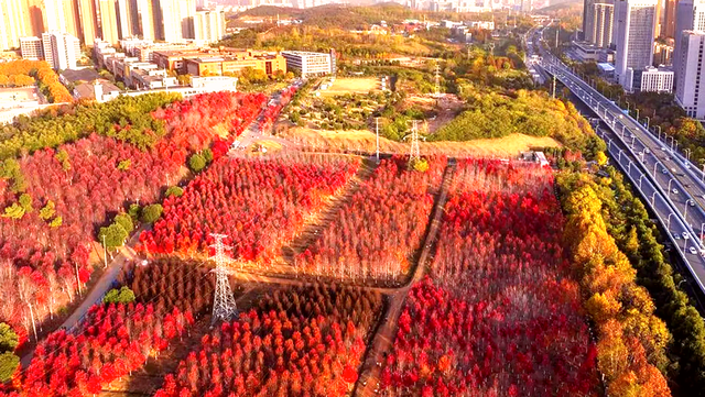赶在降温前，把这十个景点红枫杏叶留下今年足迹，再访只待来年！