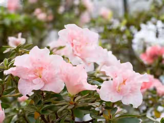 市花，一座城市的名片