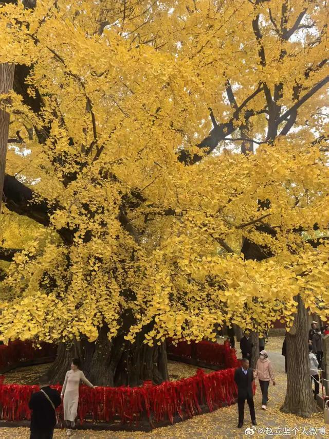 连发两篇!赵立坚推介日照这一美景:每一帧都是壁纸!