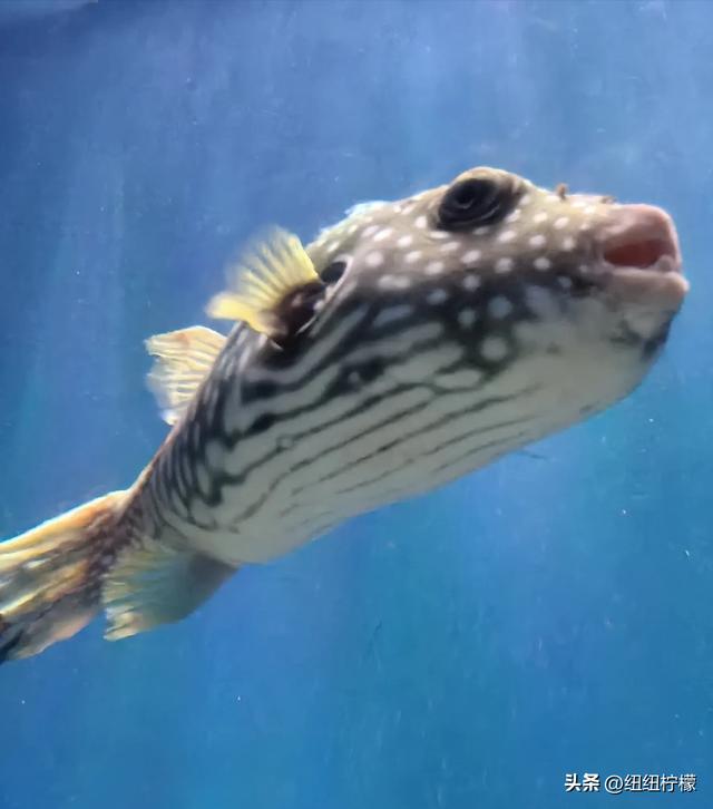 周末，带孩子到商场里的海洋世界玩一玩