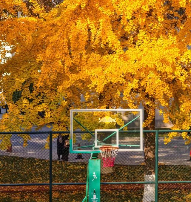 肥城秋冬的童话，收到了吗～满满诗意，满满爱！