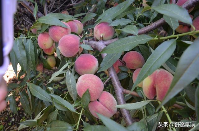 孙全铭和他的玲珑山美味奇异莓基地