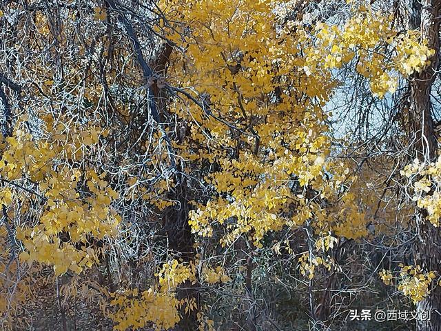 图说｜沙漠绿洲胡杨峡掠影