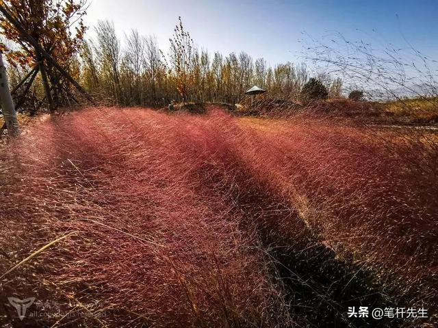 沈阳给草 “刷粉” 上热搜！网红观赏草爆火，原来草比花还顶用